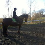 Dansk Varmblod Zif spudalshøj