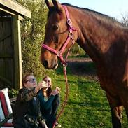 Dansk Varmblod Zif spudalshøj