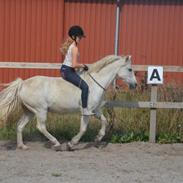 Anden særlig race Apollon "Polle" Best friends forever<3