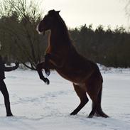 Anden særlig race Castor