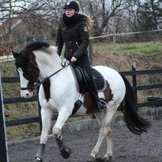 Pinto DAUGAARDS ABSINT