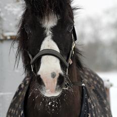 Welsh Pony (sec B) Dodi