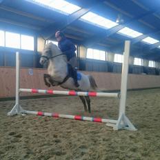 Welsh Pony af Cob-type (sec C) Rico