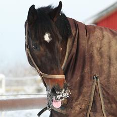 Dansk Varmblod Landino