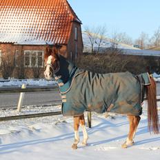 Arabisk fuldblod (OX) Stuntvil OX