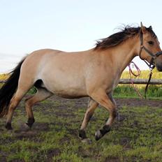 Anden særlig race Gimle