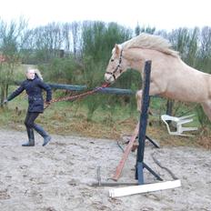 Anden særlig race Dina