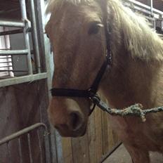 Anden særlig race Dina