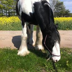 Irish Cob Sultan. **Himmelhest 2020**