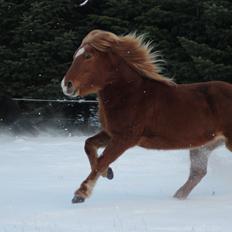 Islænder Sóley fra Espenhøj