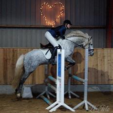 Connemara BELL PRINCE - 1. Klasse Avls Hingst ''Prins''