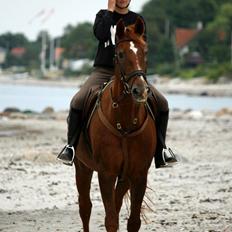 Dansk Varmblod Arabella (Bella)