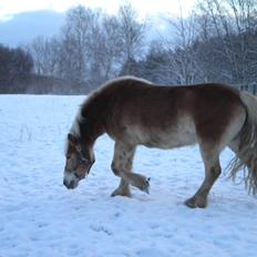 Haflinger Aske Rørmosegård