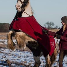 Irish Cob Bakkegårdens Shakira