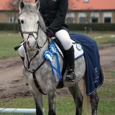 Welsh Partbred (Sec F) Bakkegaardens Sputnik