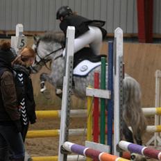 Welsh Partbred (Sec F) Bakkegaardens Sputnik