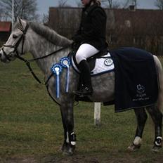 Welsh Partbred (Sec F) Bakkegaardens Sputnik