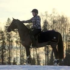 Hollandsk Sportspony | Radec<3 | (Toblerone)