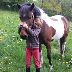 Pinto Joy Amira O,Shar