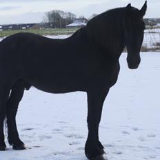 Frieser Halbe M aka Møffe