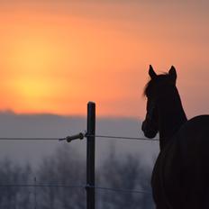 Fuldblod (XX) - Lille Tuc (DEN)