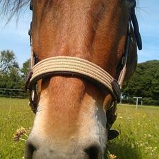 Anden særlig race Chrysler (Tidl. Part)