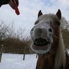 Haflinger Lausdalens Lukas SOLGT ;-(