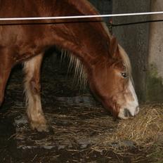 Haflinger Lausdalens Lukas SOLGT ;-(
