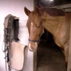 Dansk Varmblod libaks conquest