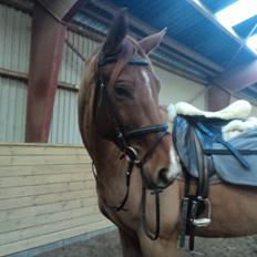 Dansk Varmblod libaks conquest