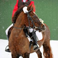 Anden særlig race Honey