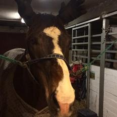 Dansk Varmblod Blue {himmel hest}