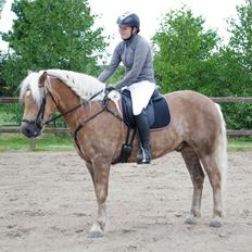 Haflinger RIDEDYRET ALADDIN