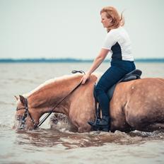 Haflinger RIDEDYRET ALADDIN