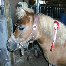 Shetlænder Hulbækgaards Amanda