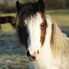 Anden særlig race Chanell
