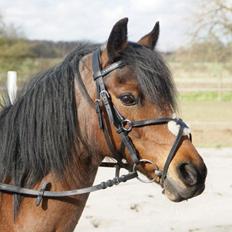 Anden særlig race Snuske