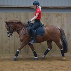 New Forest Spirit (Tidl. part)