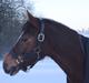 Welsh Pony af Cob-type (sec C) Golden Surprise