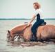 Haflinger RIDEDYRET ALADDIN