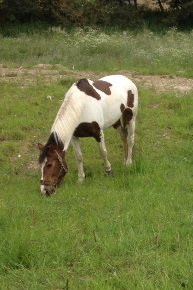 Anden særlig race Kaja fra Birkevang <3 *Yndlings* billede 2