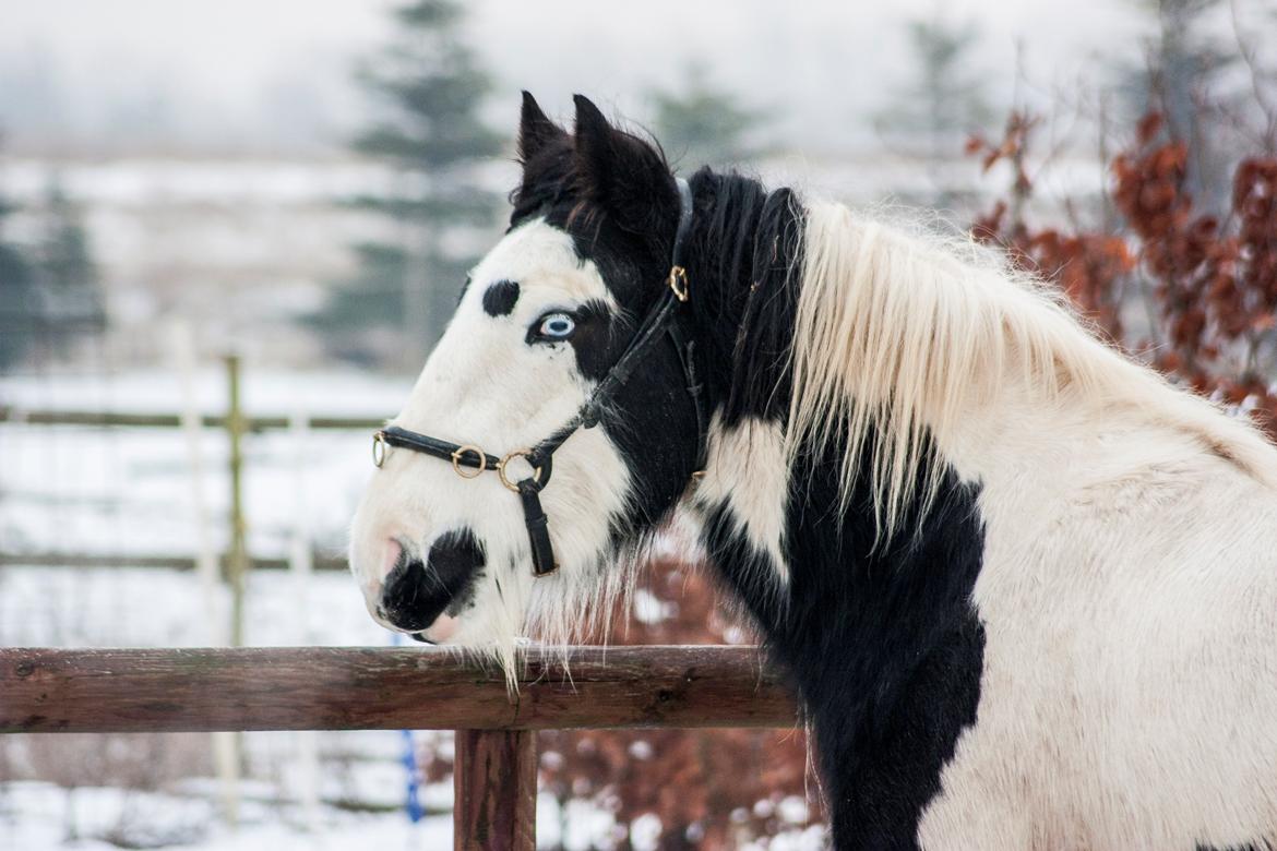 Irish Cob Gordon Blue billede 18