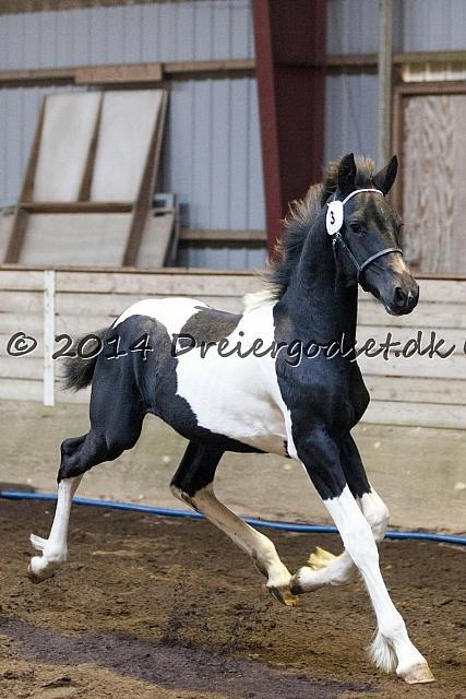 Barockpinto Hc-Horses Opposites Playboy billede 14