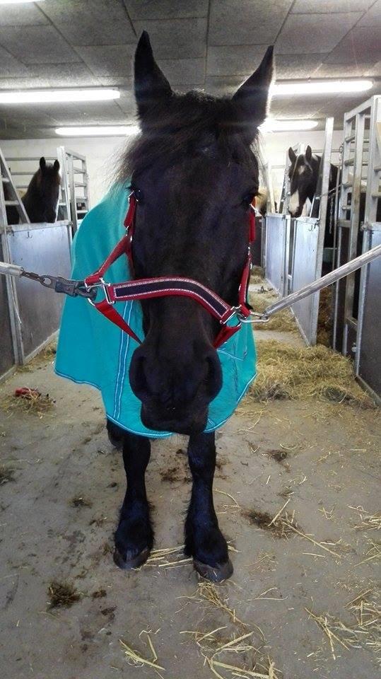 Frieser Roose billede 5