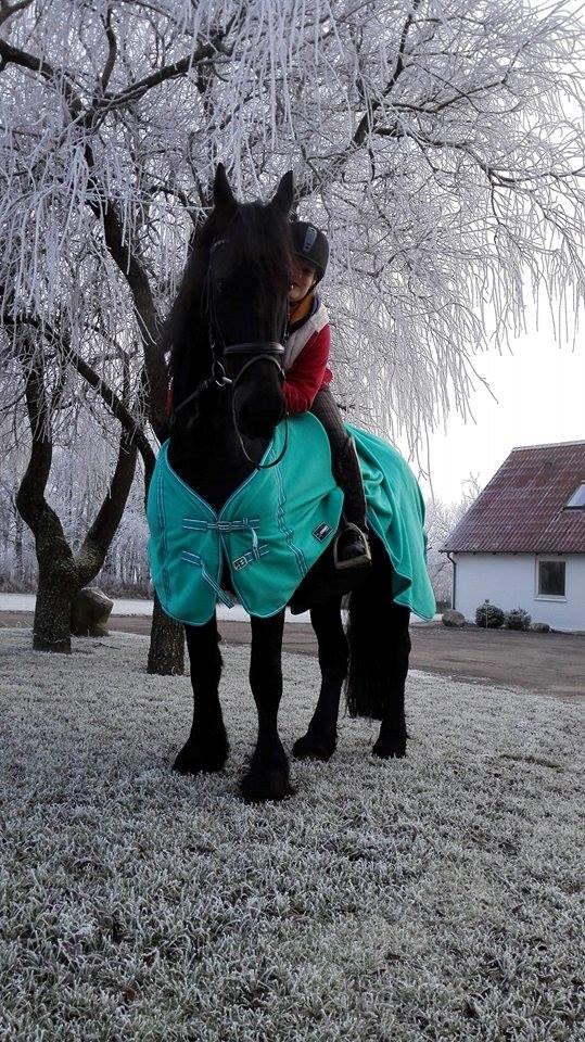 Frieser Roose billede 6