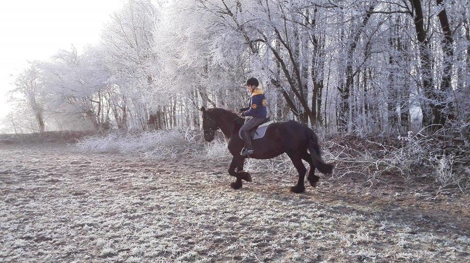 Frieser Roose billede 10