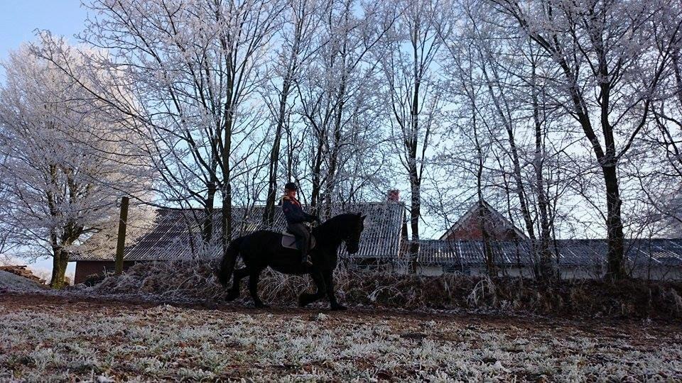 Frieser Roose billede 14