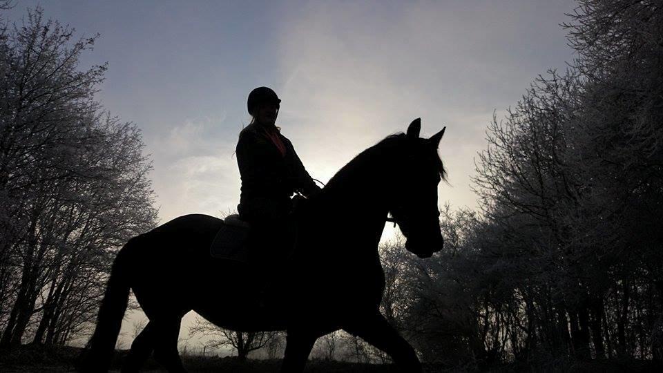 Frieser Roose billede 16