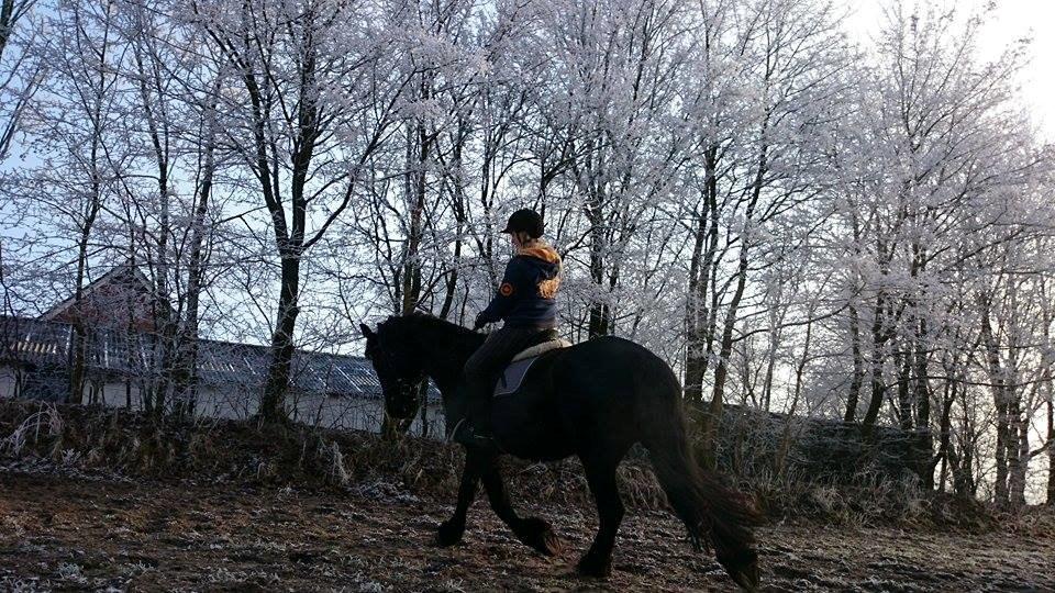 Frieser Roose billede 20