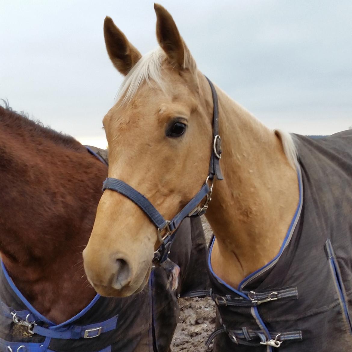 Palomino Felix billede 6